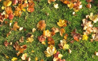 Vertikutieren im Oktober